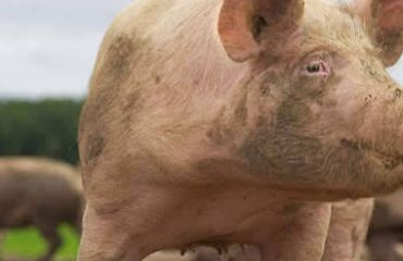 Porcul care tușește nu este „doar răcit”: ce ne poate spune tusea despre sănătatea efectivului